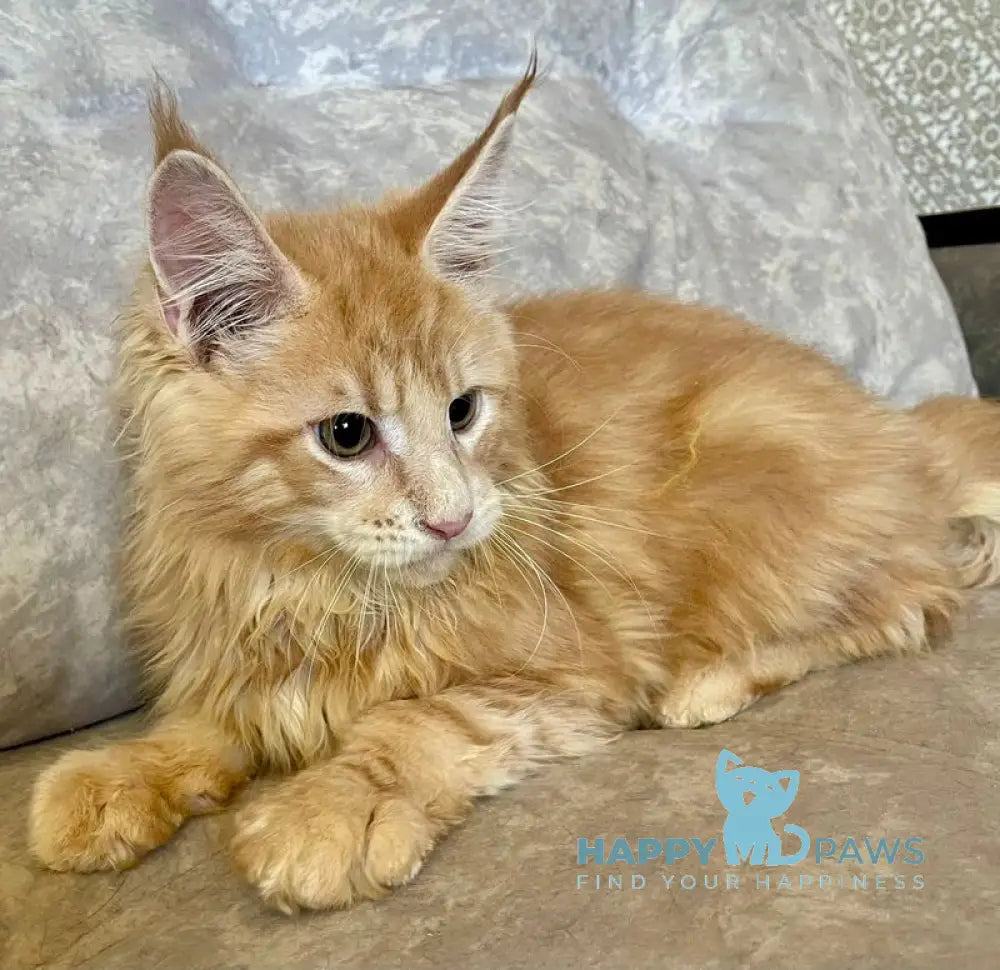Irbis Maine Coon male cream tabby live animals