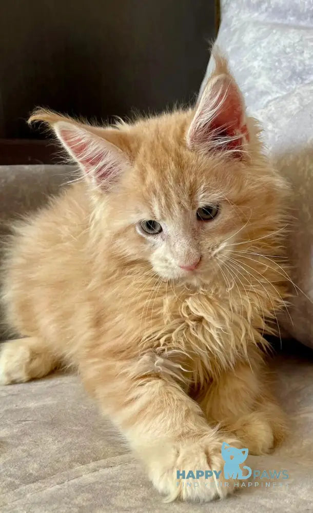 Irbis Maine Coon male cream tabby live animals