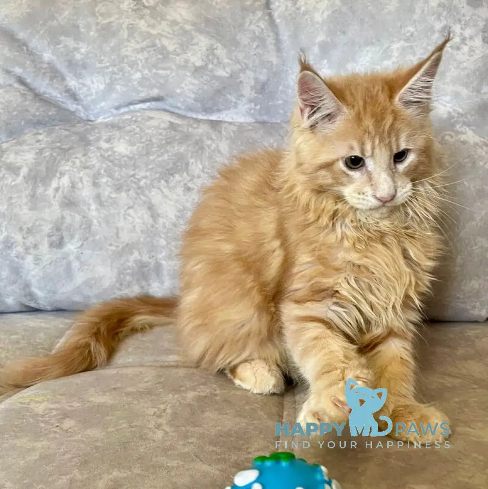 Irbis Maine Coon male cream tabby live animals