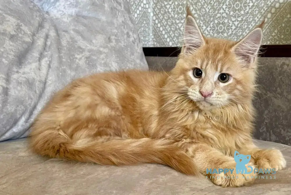 Irbis Maine Coon male cream tabby live animals
