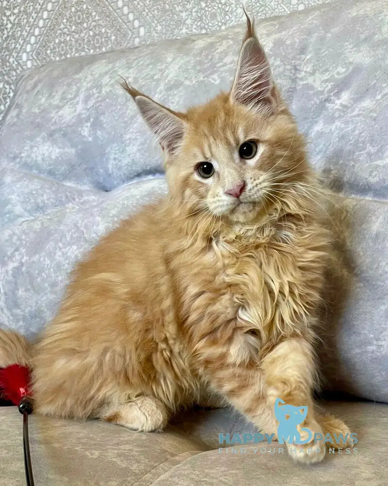 Irbis Maine Coon male cream tabby live animals
