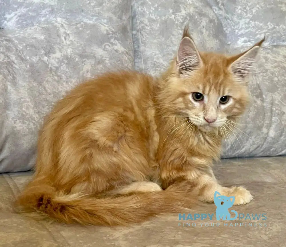 Irbis Maine Coon male cream tabby live animals