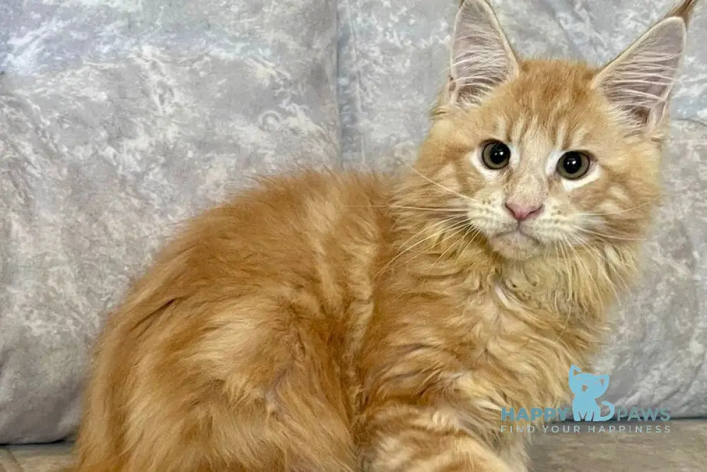 Irbis Maine Coon male cream tabby live animals