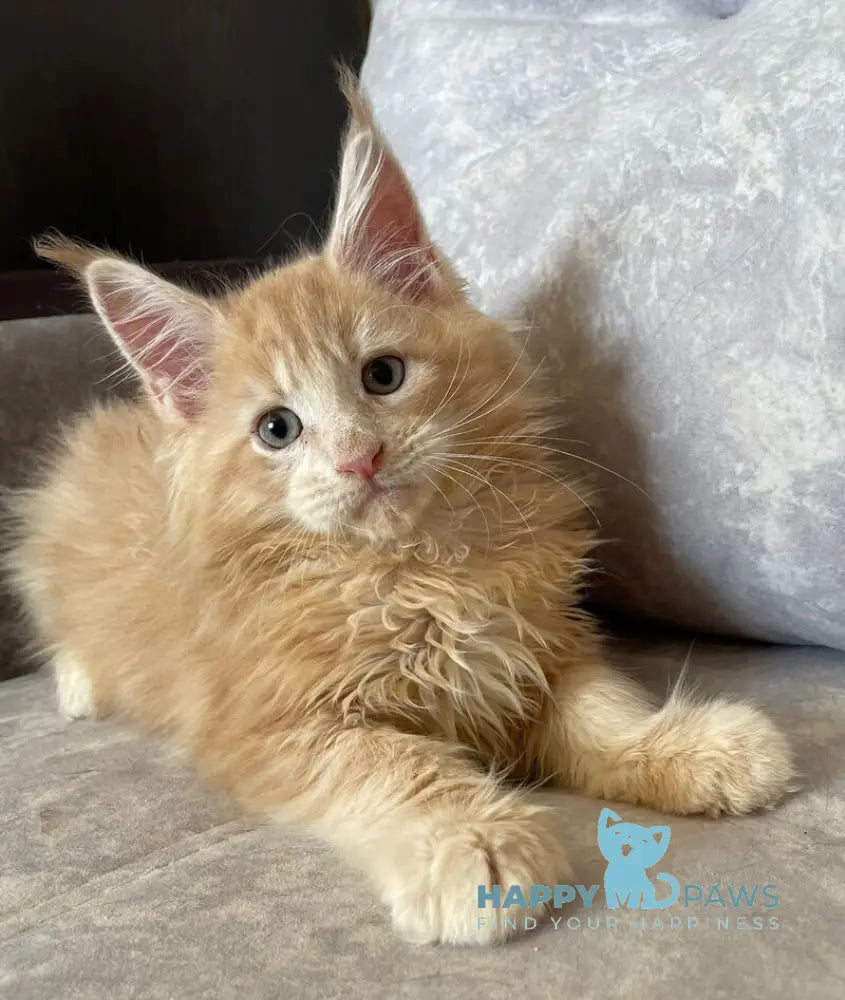 Irbis Maine Coon male cream tabby live animals