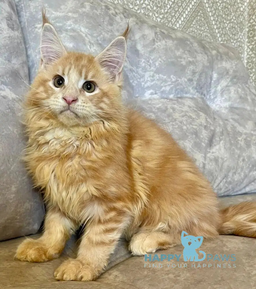 Irbis Maine Coon male cream tabby live animals