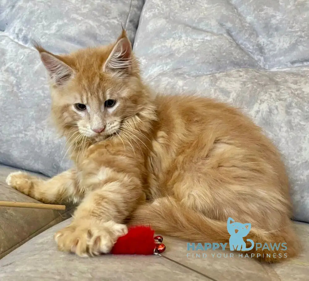 Irbis Maine Coon male cream tabby live animals