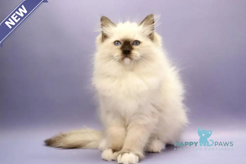 Irbis Ragdoll male seal mitted live animals