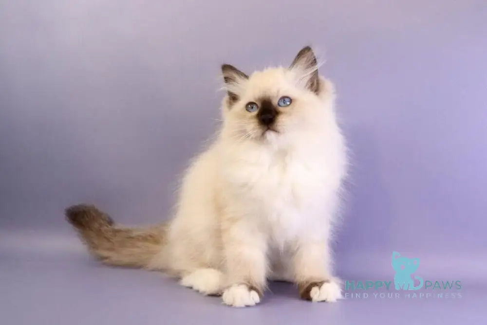 Irbis Ragdoll male seal mitted live animals