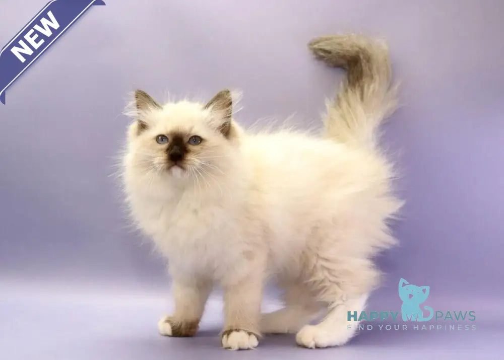 Irbis Ragdoll male seal mitted live animals