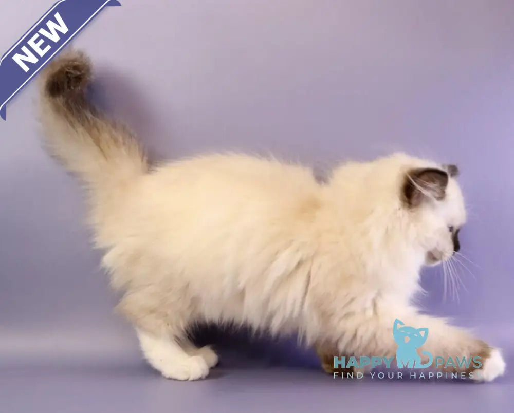 Irbis Ragdoll male seal mitted live animals