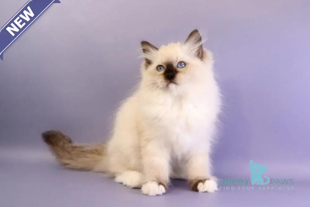 Irbis Ragdoll male seal mitted live animals
