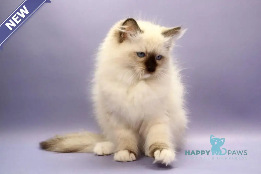 Irbis Ragdoll male seal mitted live animals