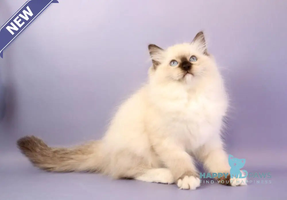 Irbis Ragdoll male seal mitted live animals