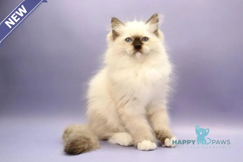 Irbis Ragdoll male seal mitted live animals