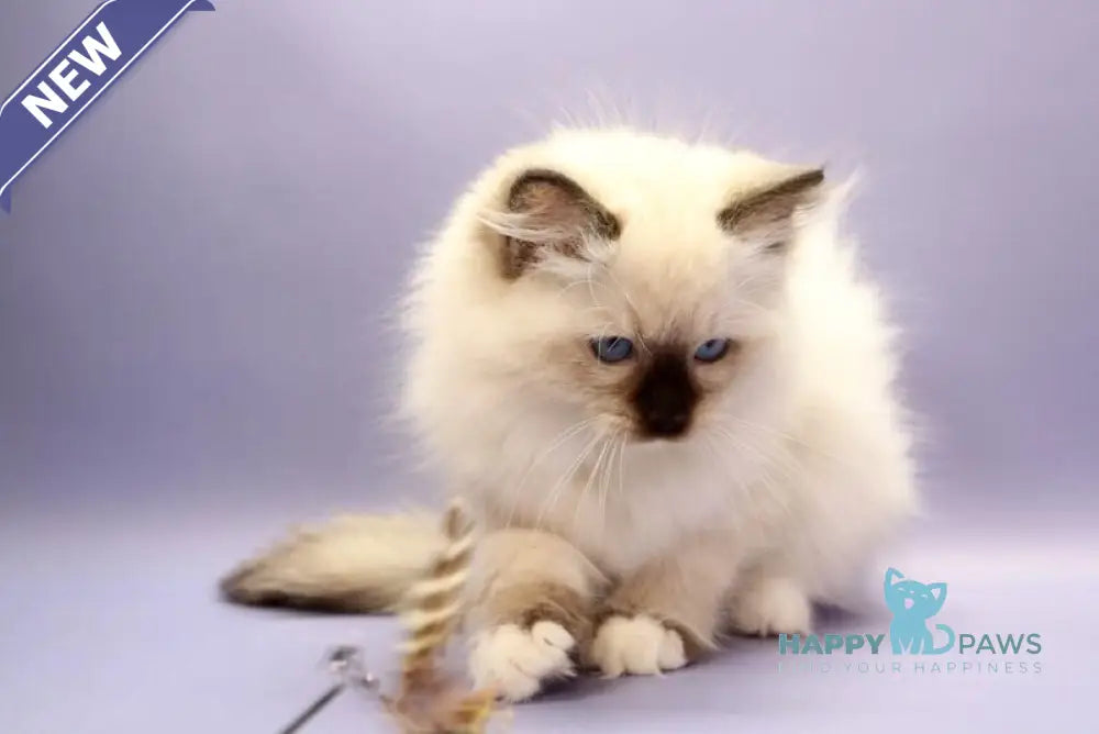 Irbis Ragdoll male seal mitted live animals