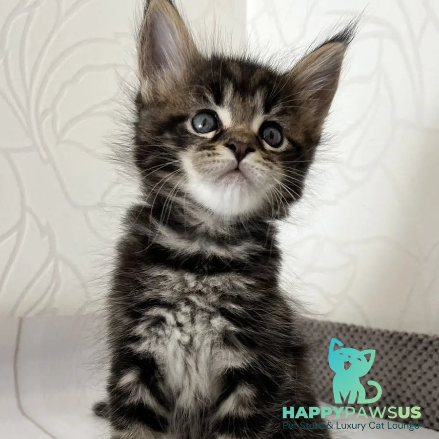 Irbus Maine Coon male black tabby - live animals