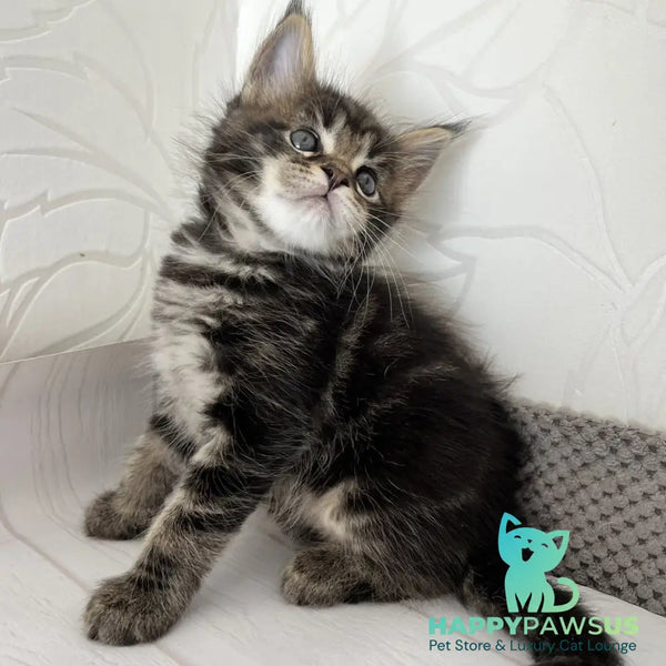 Irbus Maine Coon male black tabby - live animals