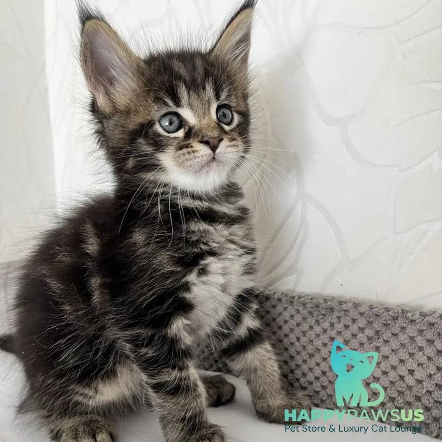 Irbus Maine Coon male black tabby - live animals
