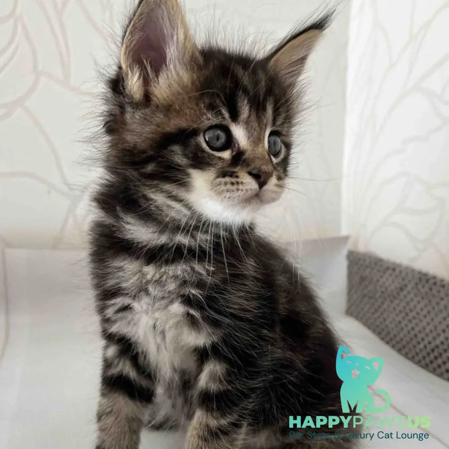Irbus Maine Coon male black tabby - live animals