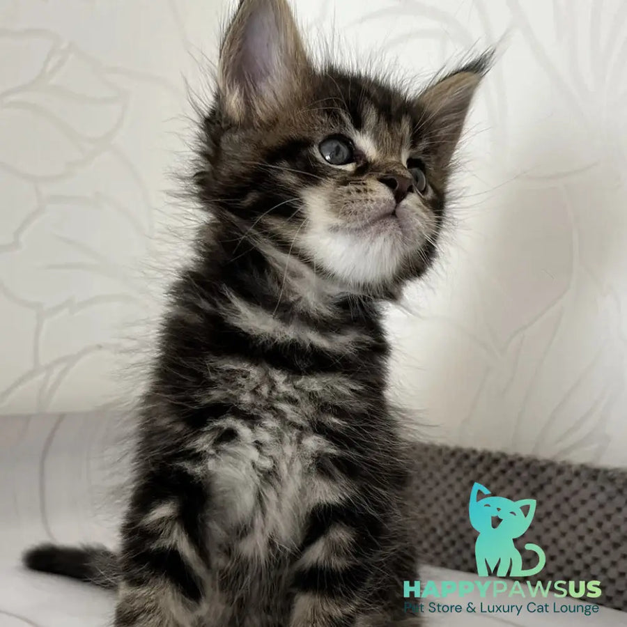 Irbus Maine Coon male black tabby - live animals