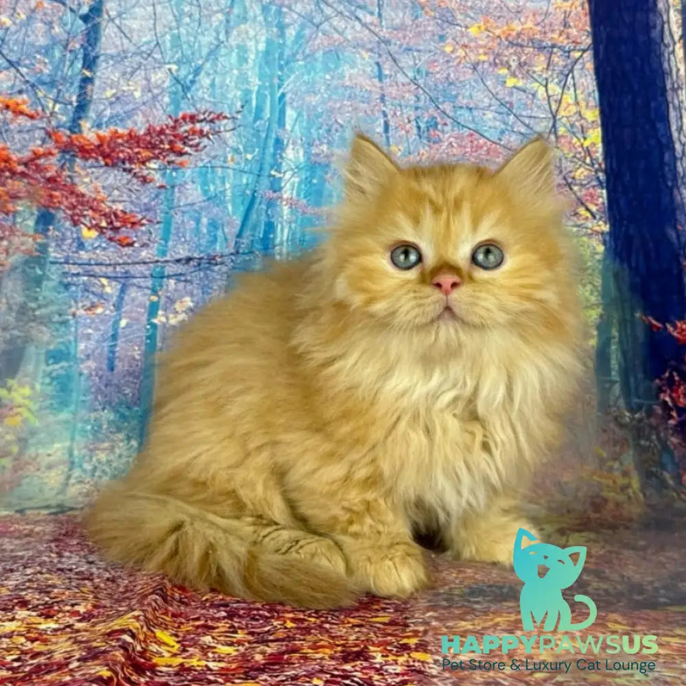Irena Munchkin female red - live animals
