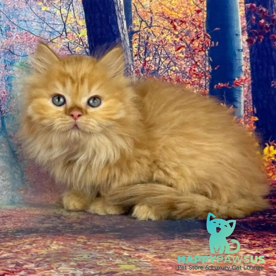 Irena Munchkin female red - live animals