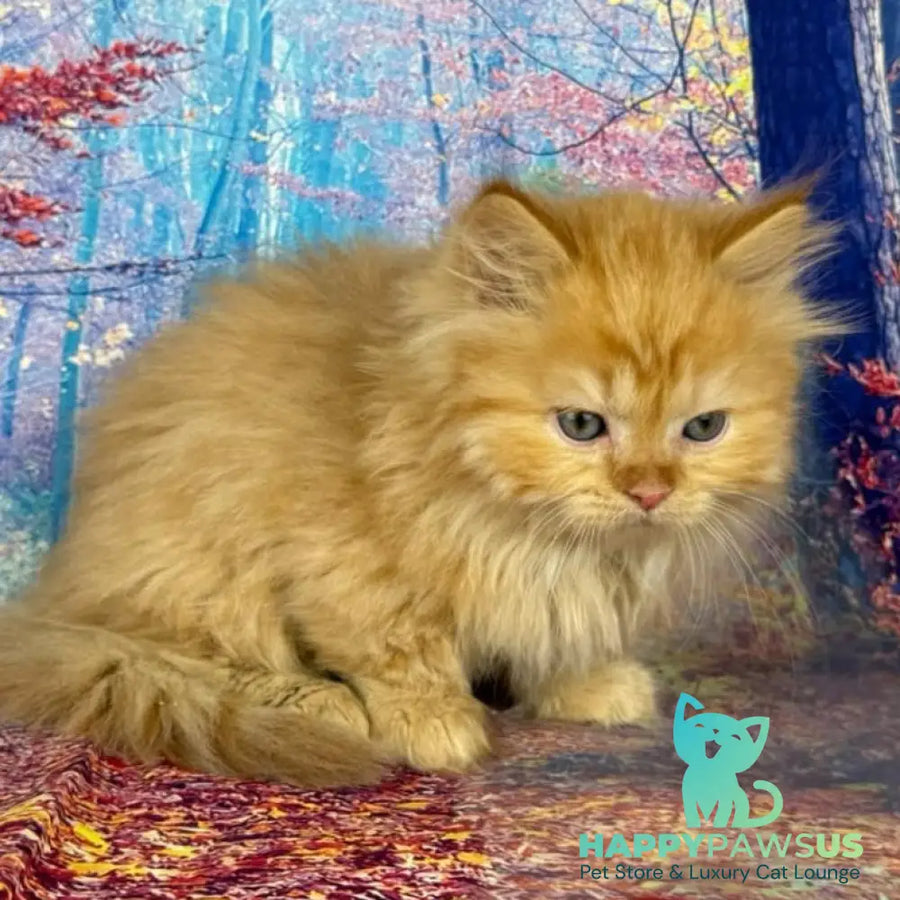 Irena Munchkin female red - live animals