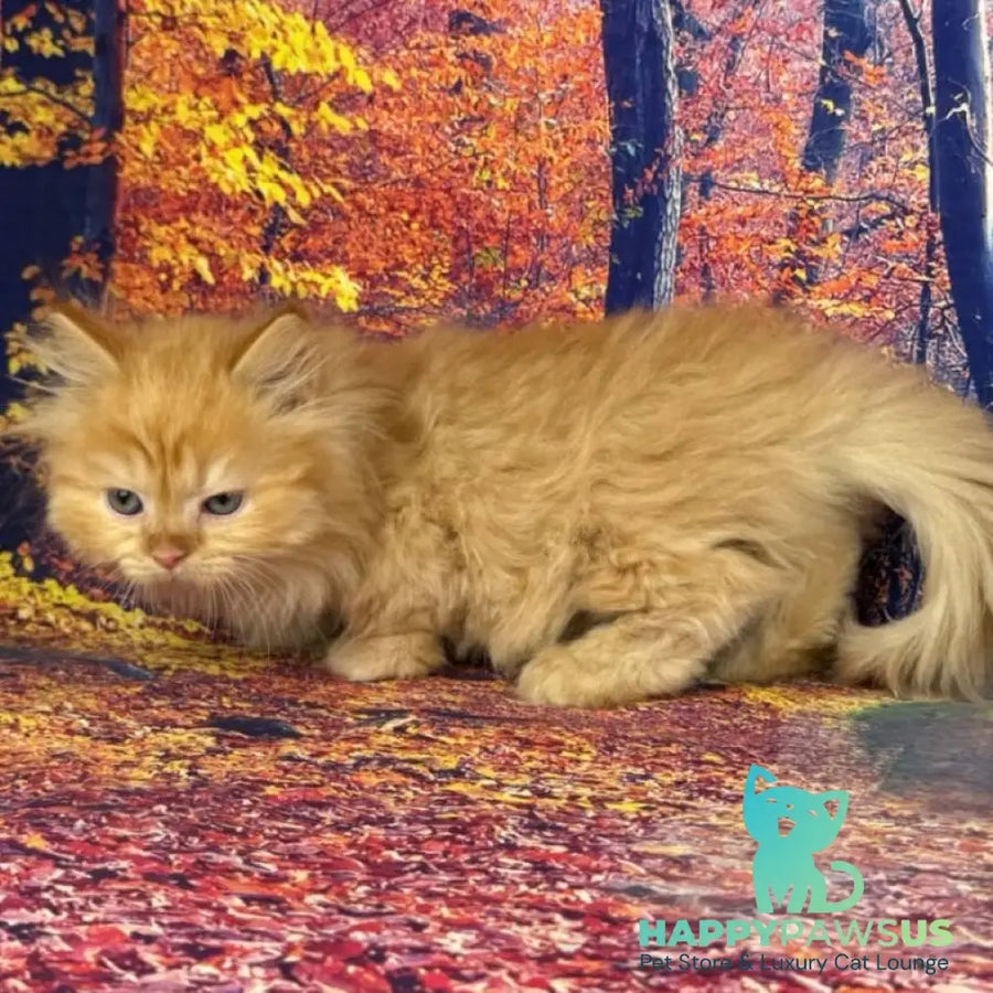 Irena Munchkin female red - live animals