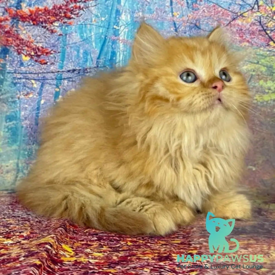 Irena Munchkin female red - live animals