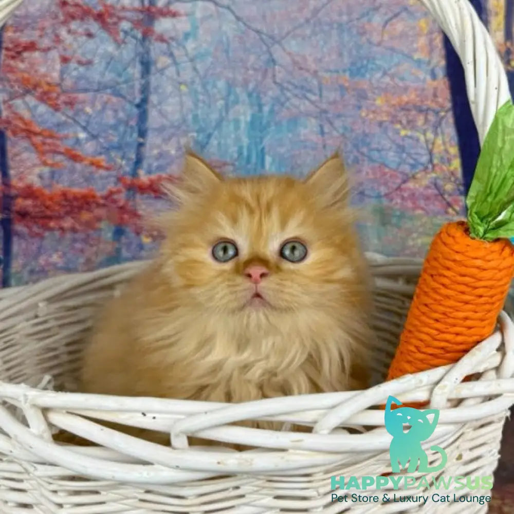 Irena Munchkin female red - live animals