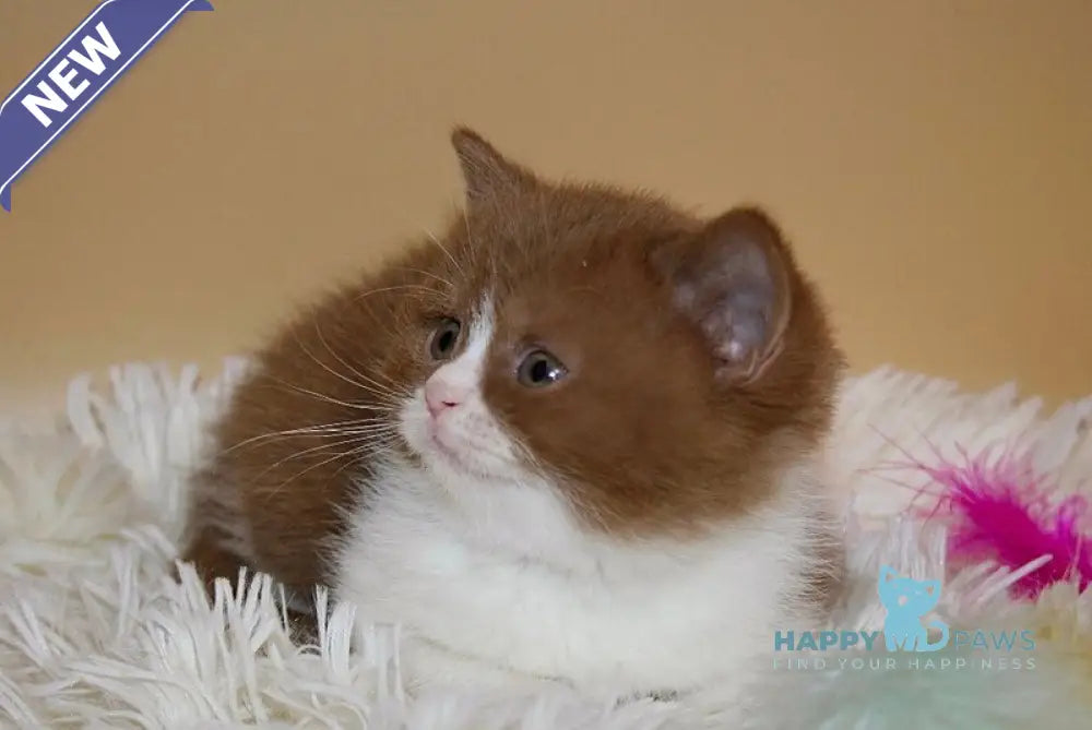 Irene British Shorthair female cinnamon bicolour live animals