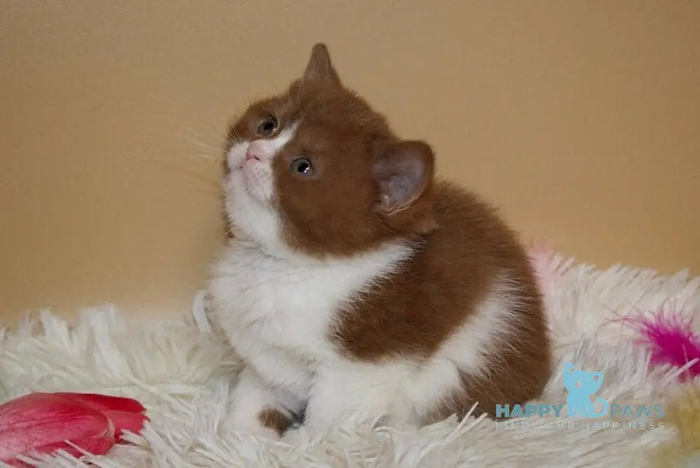 Irene British Shorthair female cinnamon bicolour live animals