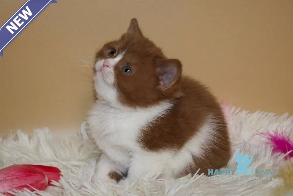 Irene British Shorthair female cinnamon bicolour live animals