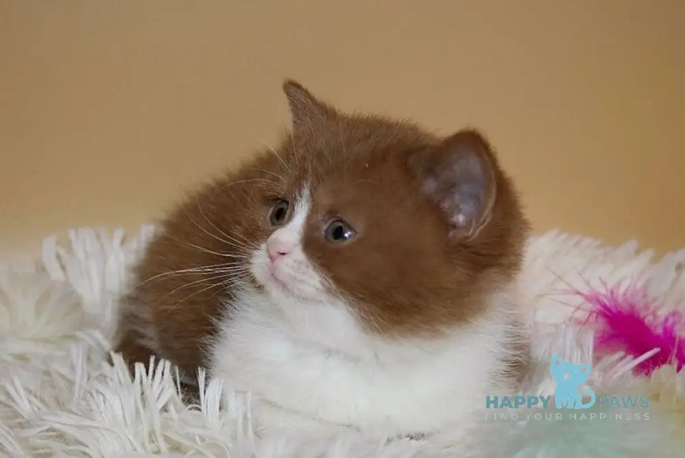 Irene British Shorthair female cinnamon bicolour live animals