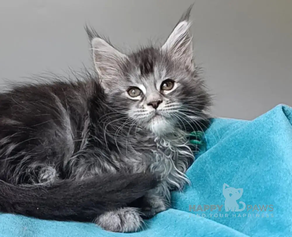 Iria Maine Coon female black silver tabby live animals