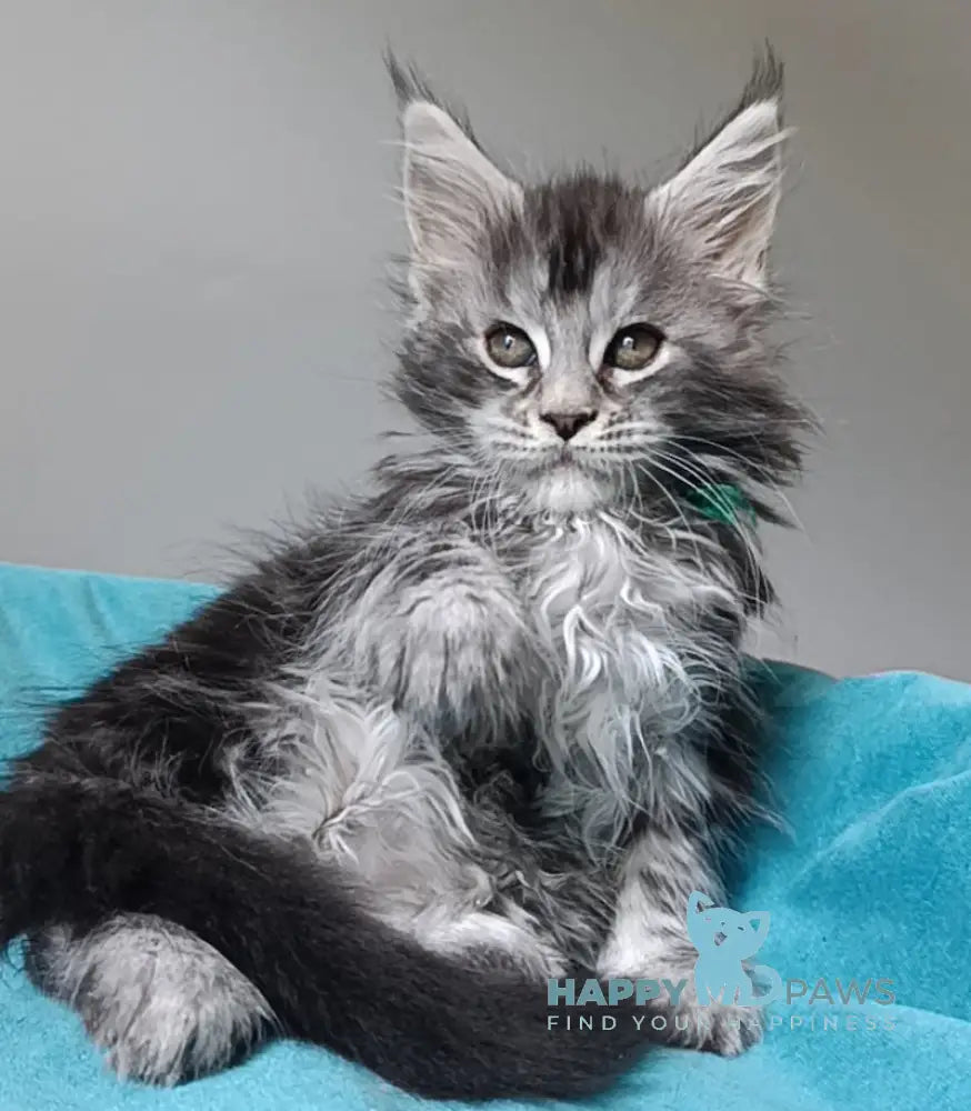 Iria Maine Coon female black silver tabby live animals