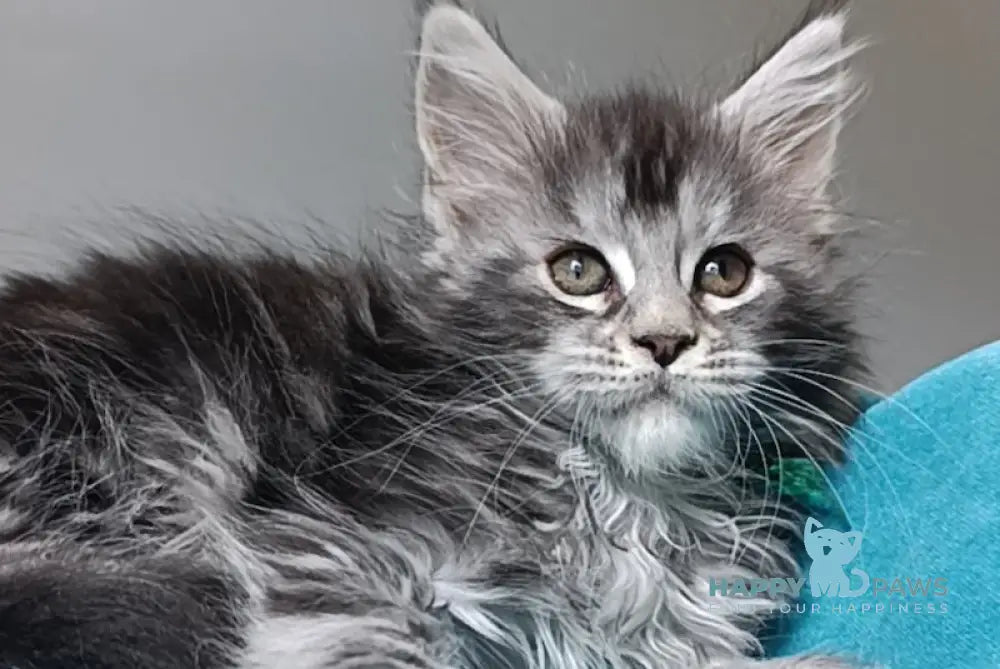 Iria Maine Coon female black silver tabby live animals