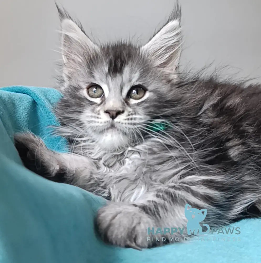 Iria Maine Coon female black silver tabby live animals