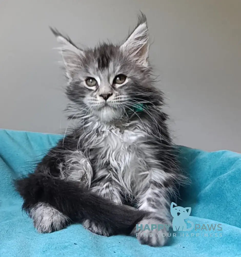 Iria Maine Coon female black silver tabby live animals