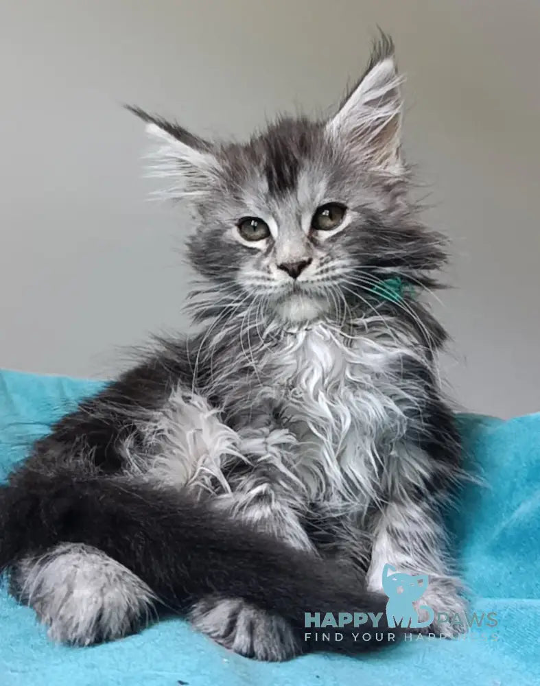 Iria Maine Coon female black silver tabby live animals