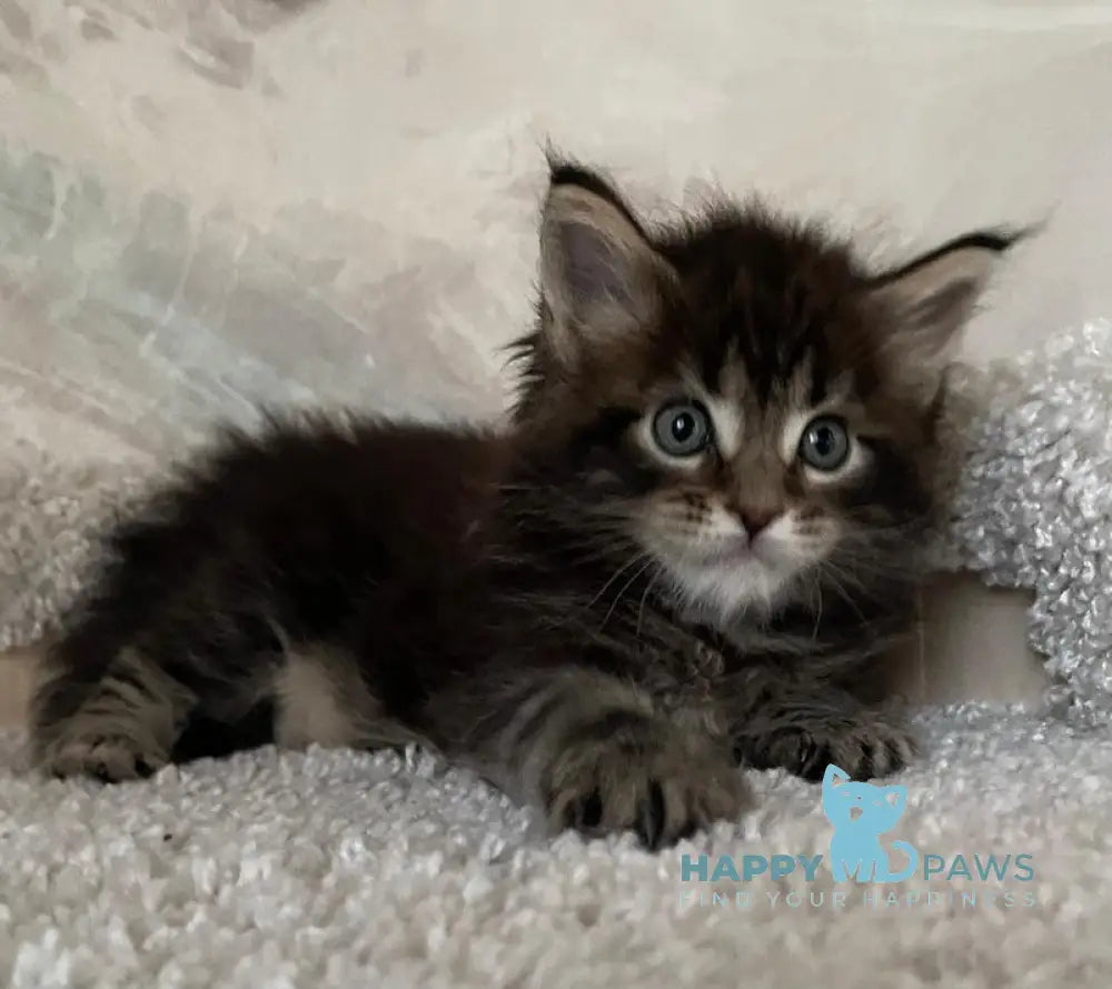 Irian Maine Coon male black ticked tabby live animals