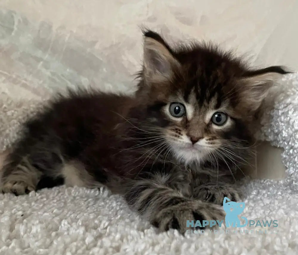 Irian Maine Coon male black ticked tabby live animals