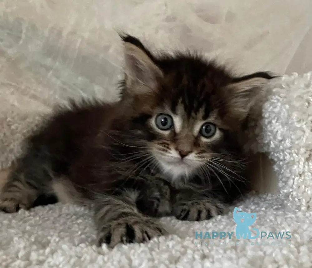 Irian Maine Coon male black ticked tabby live animals