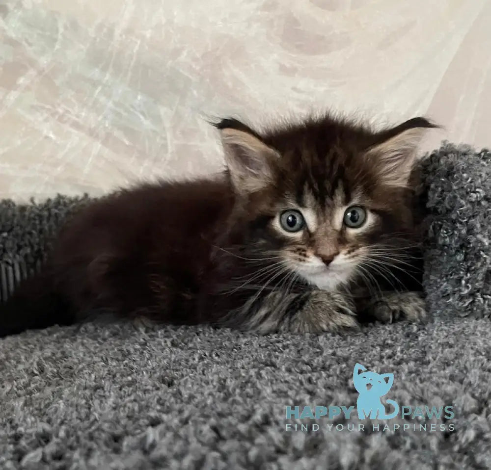 Irian Maine Coon male black ticked tabby live animals