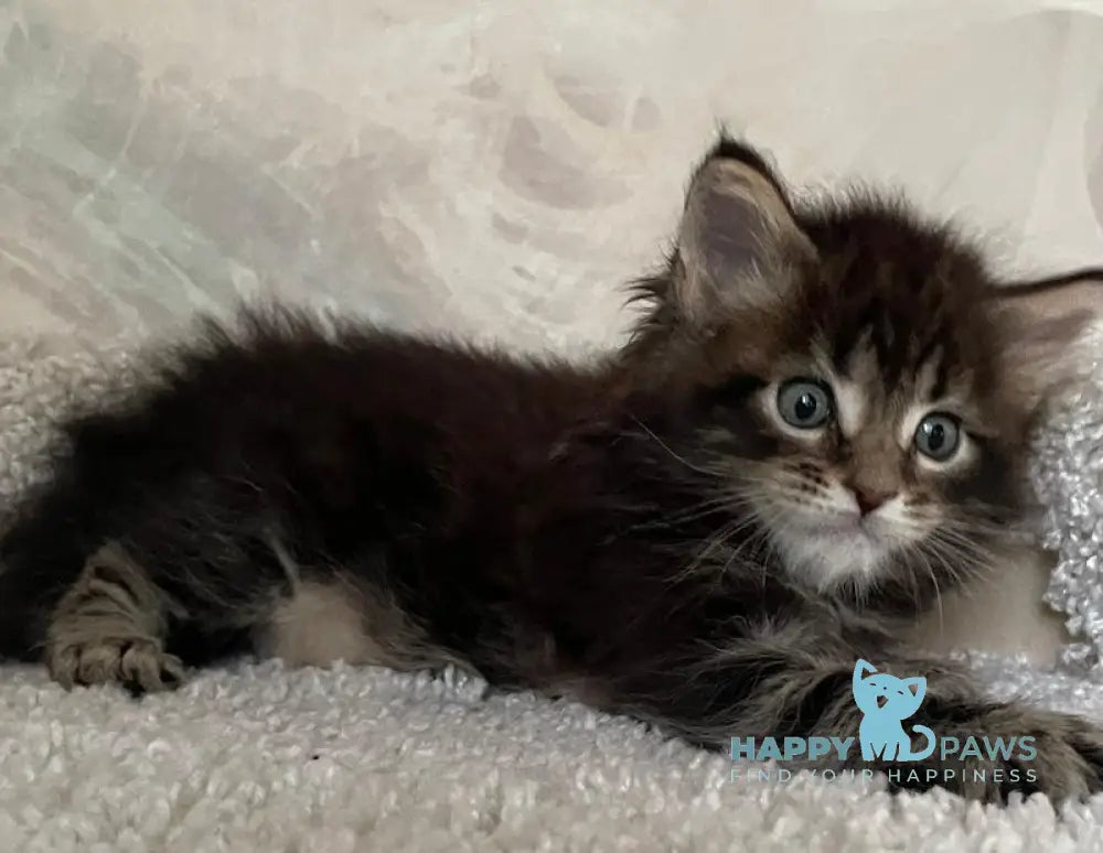 Irian Maine Coon male black ticked tabby live animals