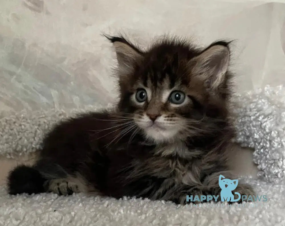 Irian Maine Coon male black ticked tabby live animals
