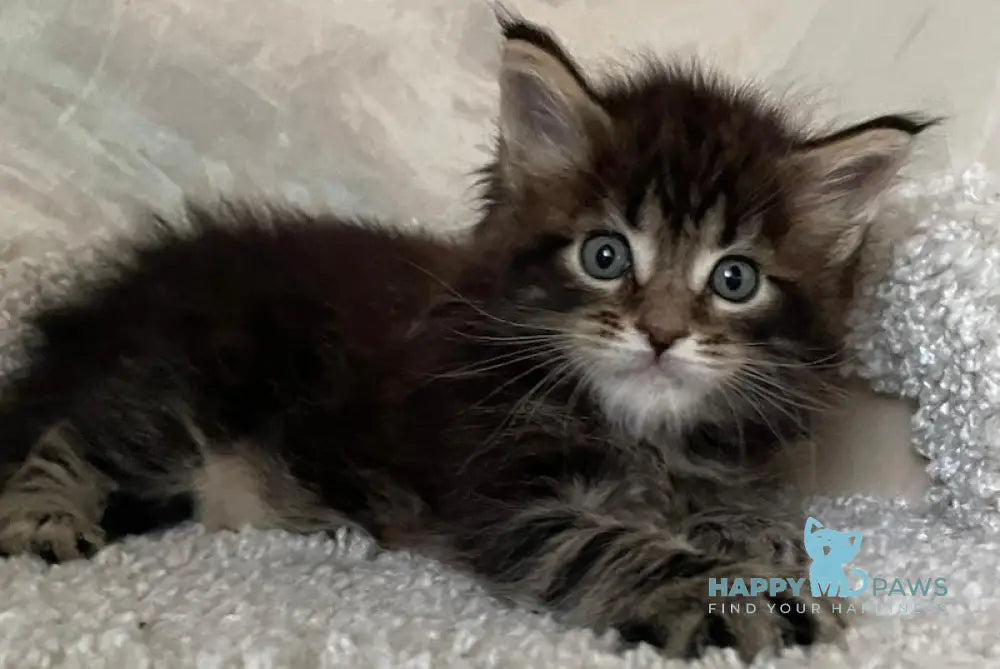 Irian Maine Coon male black ticked tabby live animals
