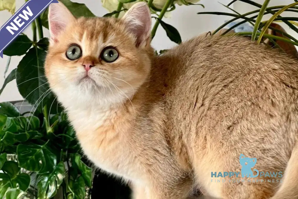 Iricha British Shorthair female chocolate golden shaded live animals