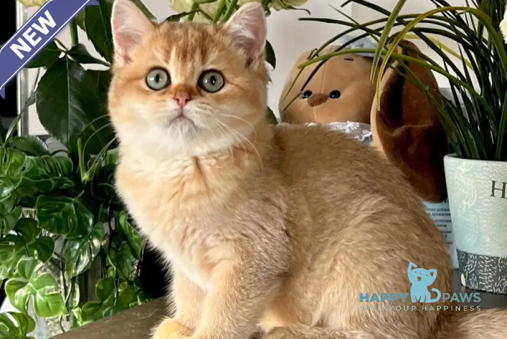 Iricha British Shorthair female chocolate golden shaded live animals