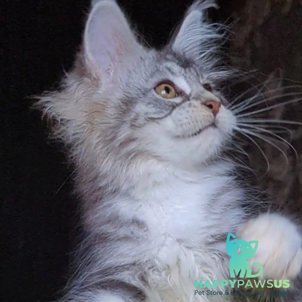 Irida Maine Coon female black silver tabby with white - live animals
